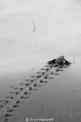 Baby Leatherback turtle making its way to the sea. by Arun Madisetti 